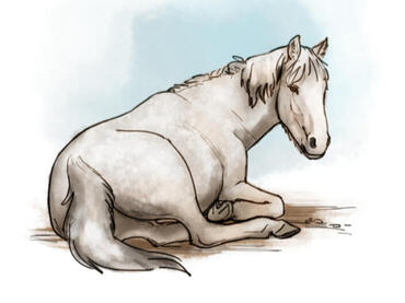 Pet Portrait - Horse